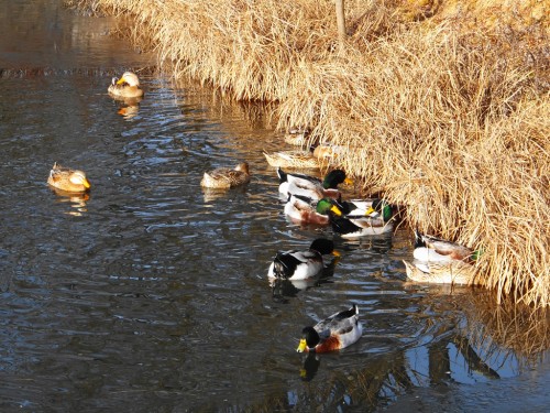 矢ヶ崎公園のマガモ