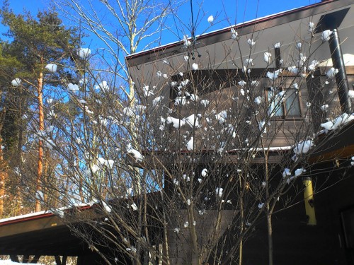2012年2月27日　樹の枝に雪が積もりとても綺麗です