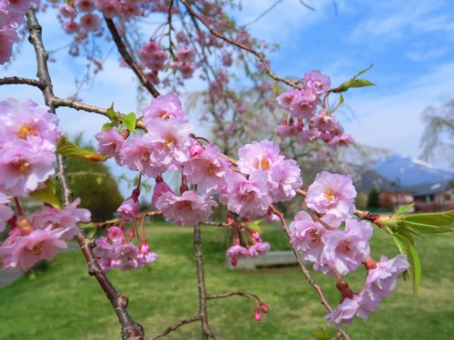 2012年5月8日 矢ヶ崎公園の八重桜