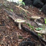 20130909-210222.jpg